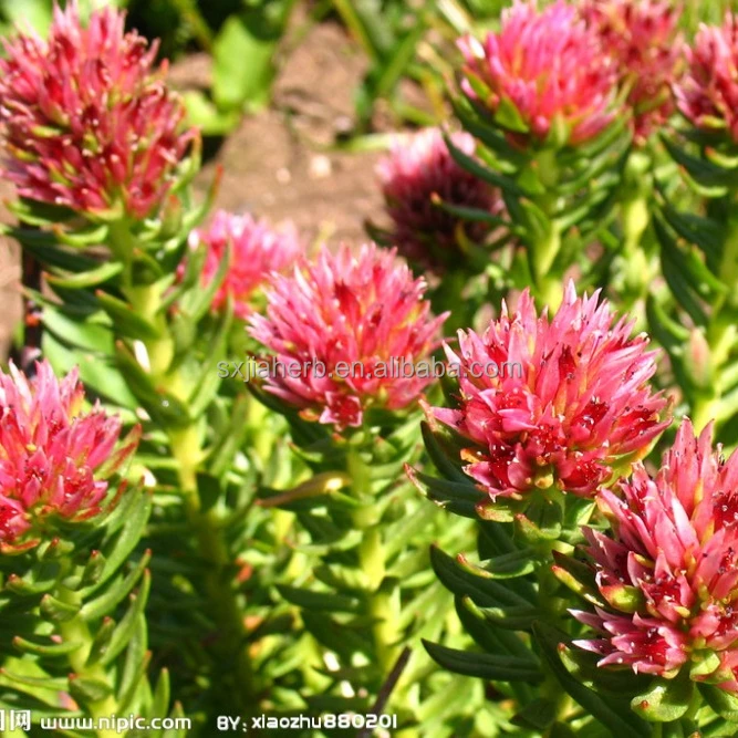 Rhodiola Rosea Extract