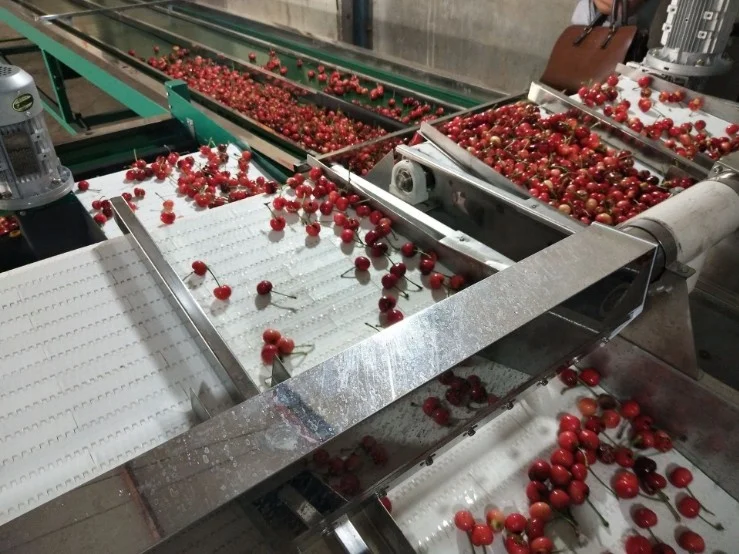 Electronic cherry ,blackberry sorting machine JZW-100g