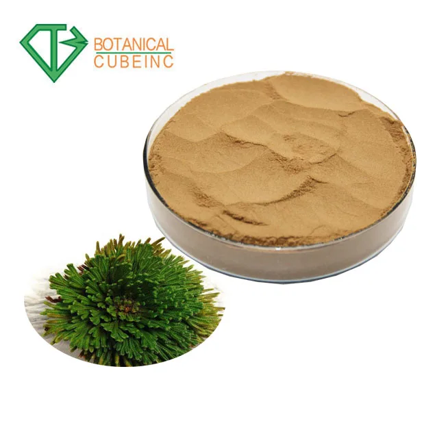 100% Pure Selaginella tamariscina Extract for Amentoflavone powder
