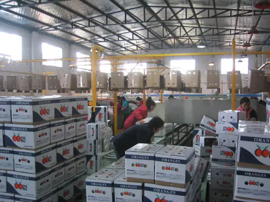 
Fresh nanfeng honey mandarin from China 