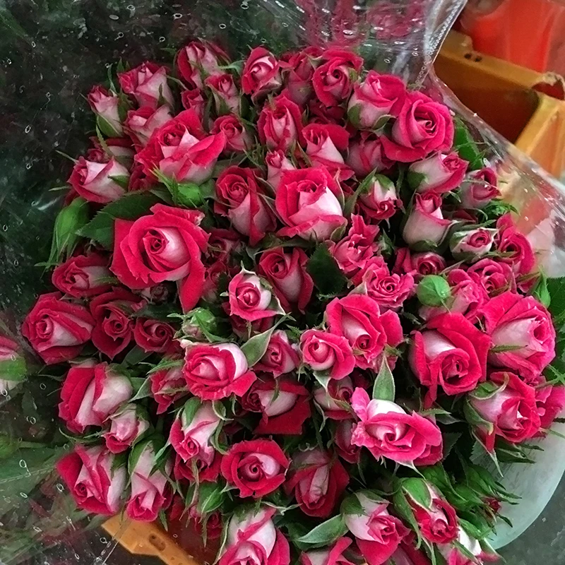 Wedding decoration spray champagne roses wholesale from Kunming, all kinds of flowers