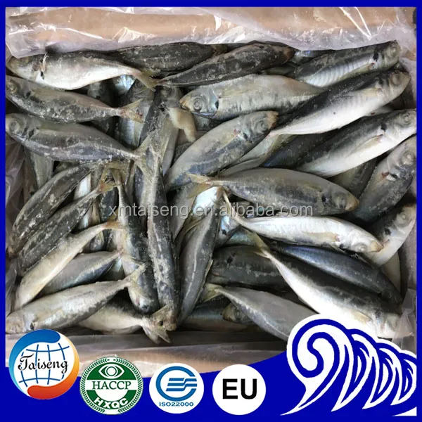 Замороженная круглая рыба IQF для ловли тунца