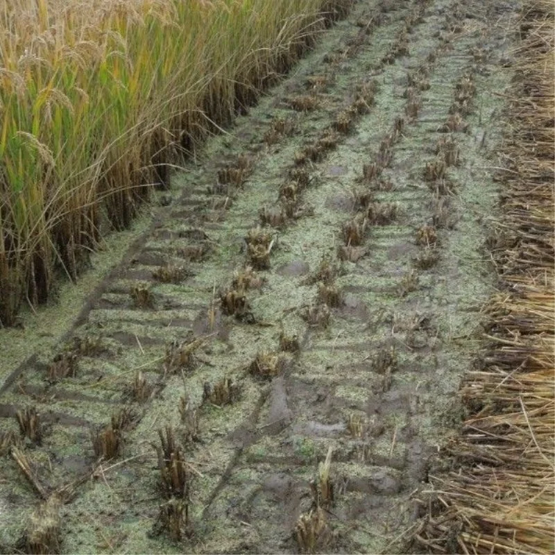 Miwell 4G100 Wheat Cutting Machine Alfalfa Rice Reaper for Maize Stevia