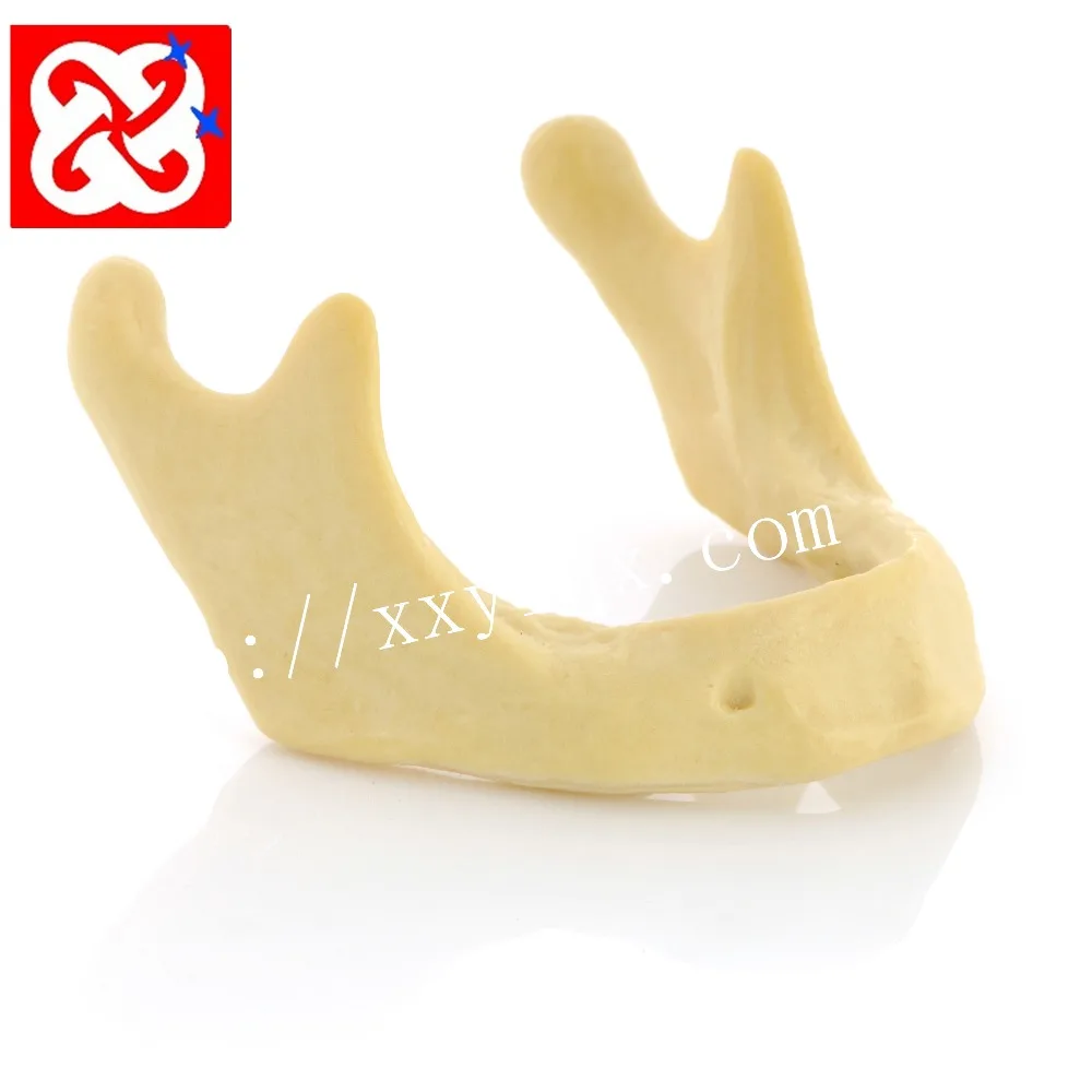 Drilling practice implant model jaw