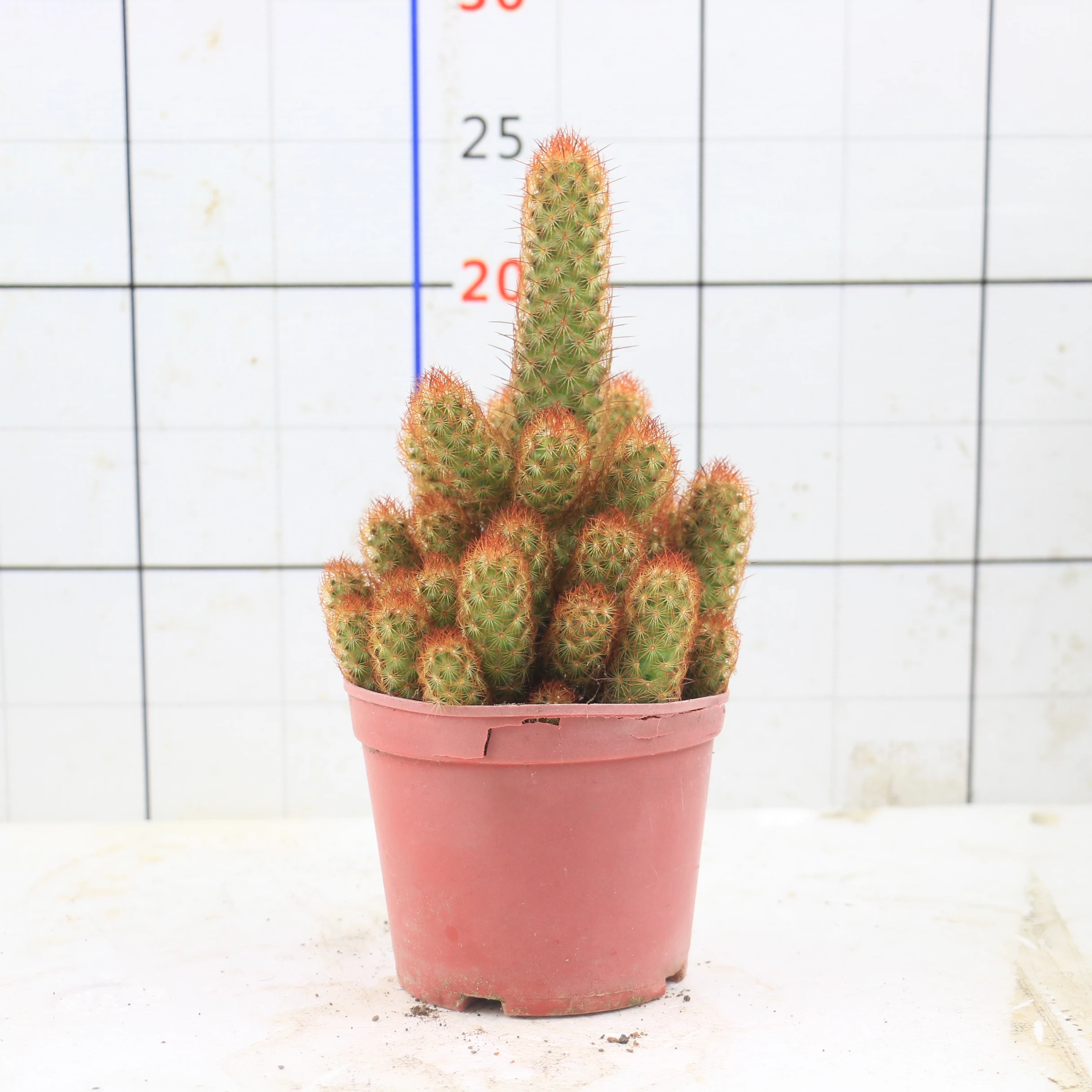 
 Маммиллярия удлинённая  