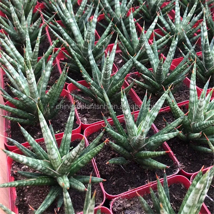 
Fox tail Sansevieria Trifasciata,Sansevieria Surpeba, Sansevieria laurentii 