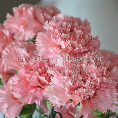 Pot Cutting Flower Seeds Pink Carnation Seeds for Sale