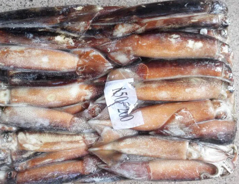 China Origin Frozen Todarodes Pacificus Squid Whole Round