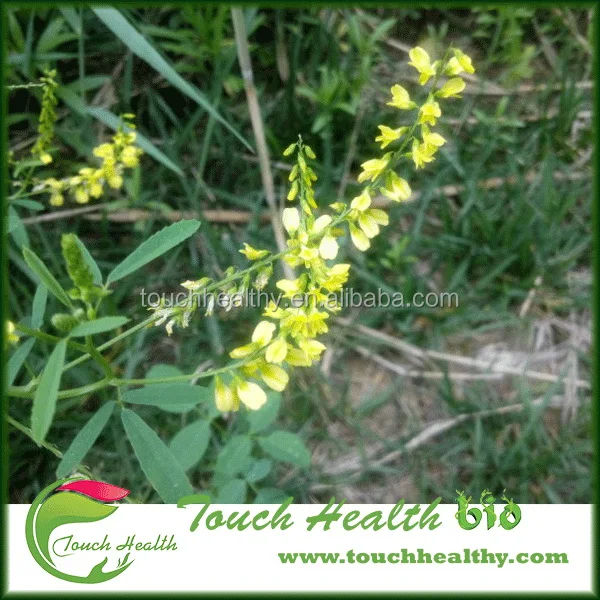 2021 Melilotus suaveolens seeds/Melilotus albus seeds/forage grass seeds