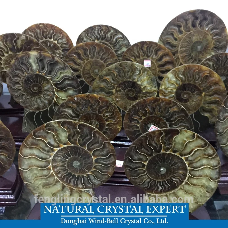 Natural Madagascar Ammonite and Minerals Specimens Fossils For Decoration