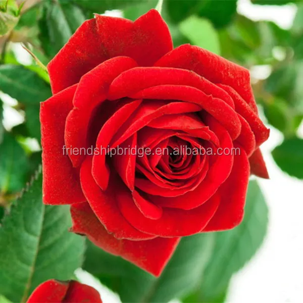 Свежие резные цветы, красная роза, Натуральная роза