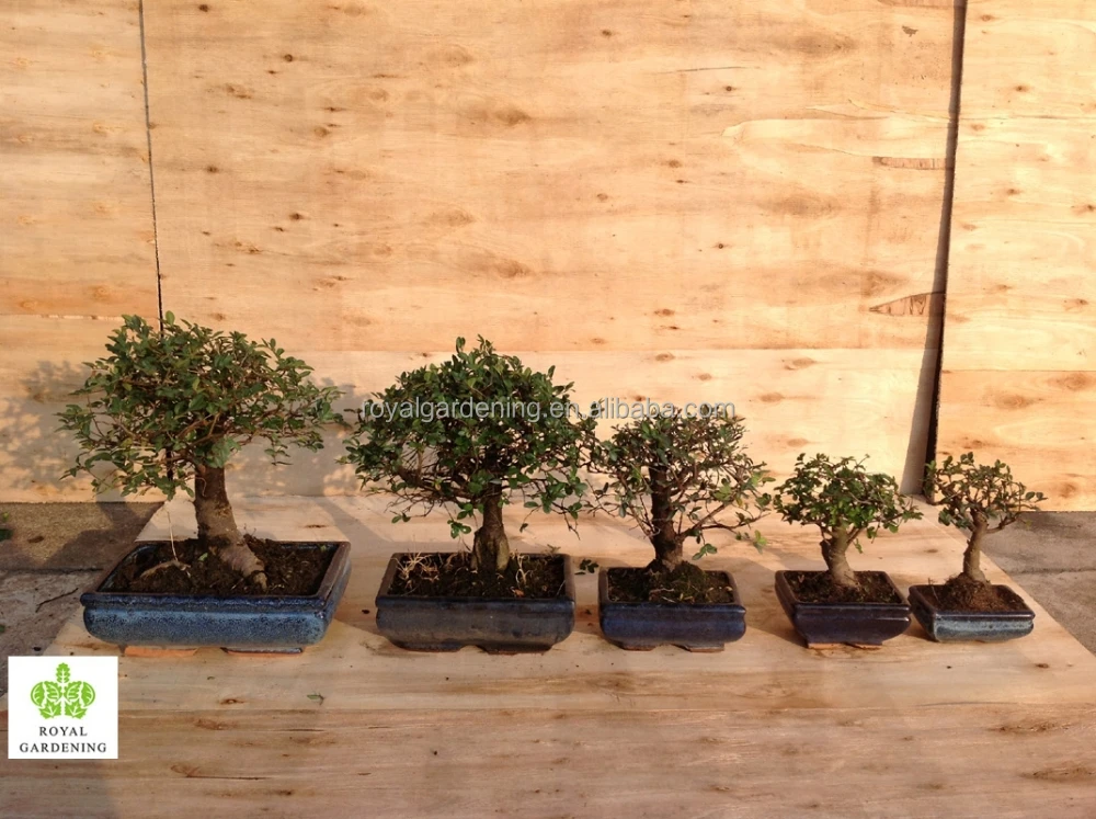 Ulmus ( Chinese Elm) bonsai tree ball shape