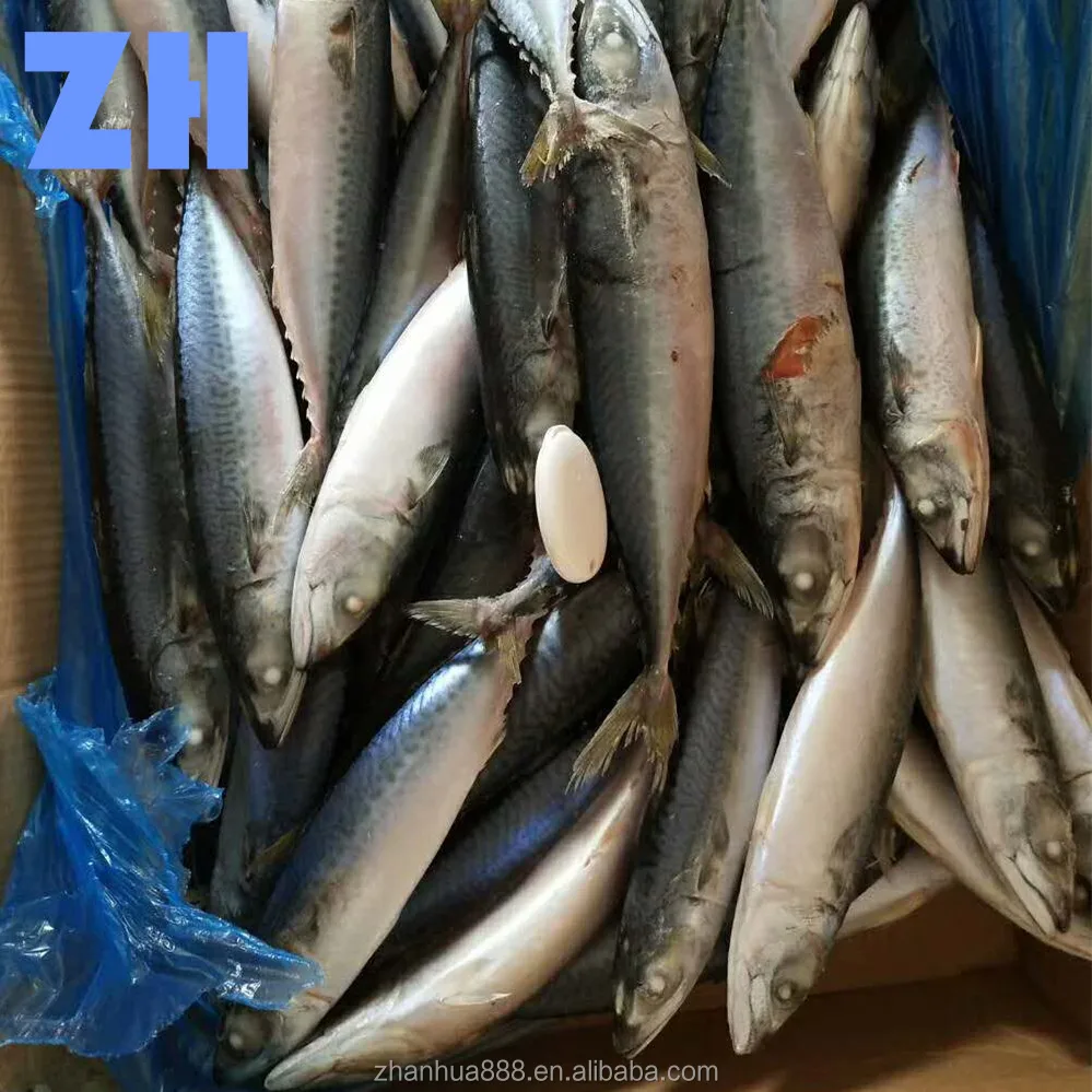 frozen pacific jack chub crown mackerel fish