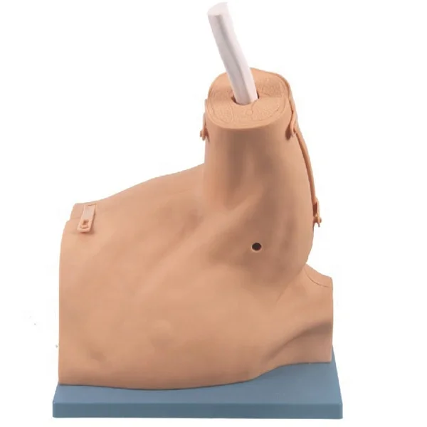 Модель человеческого плечевого сустава, Модель плечевого артроскопии, модель для инъекции плеч