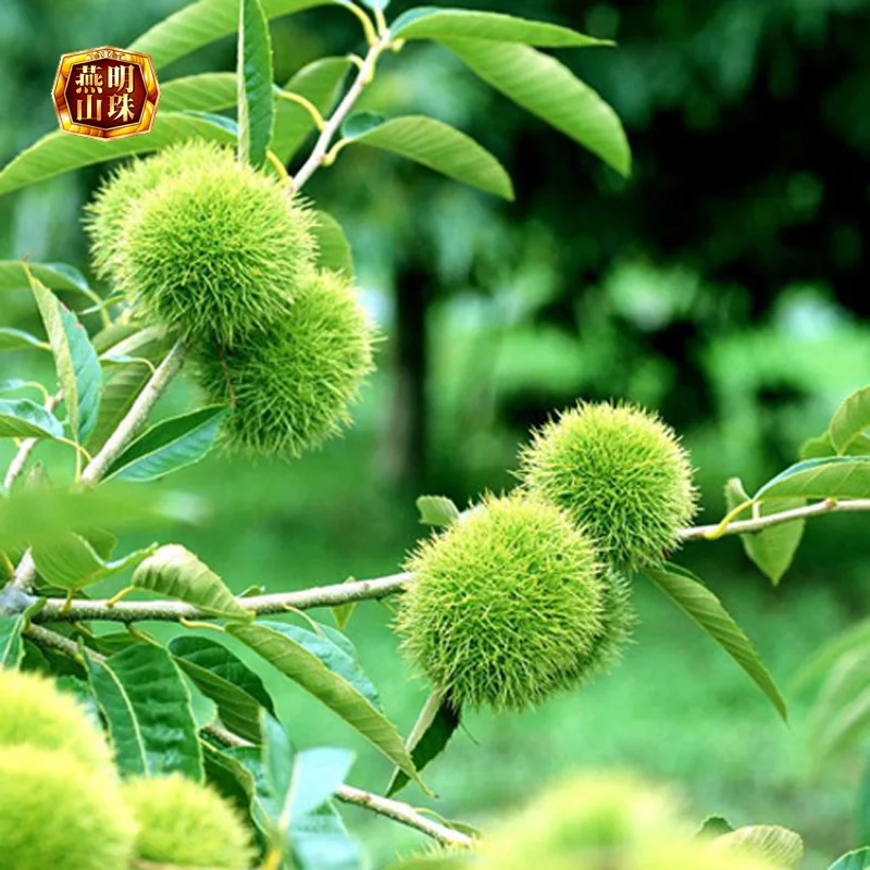 2020 New Crop Yanshan Raw Fresh Chestnut Nuts