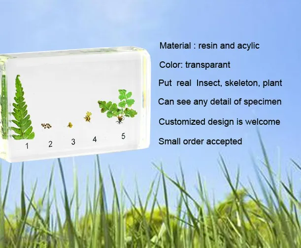 Biological Plant Specimen Wholesale Life Cycle of Fern