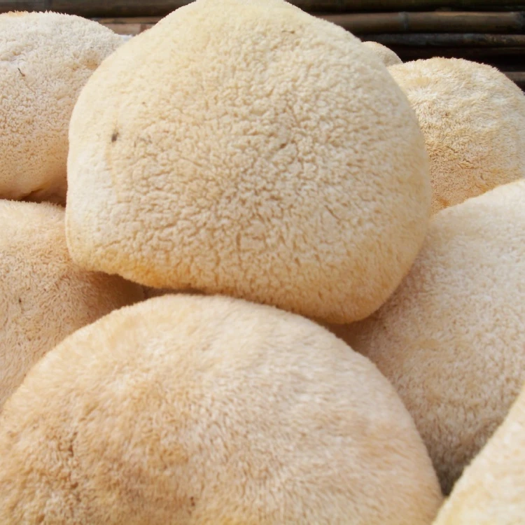 Высококачественный порошковый экстракт полисахарида Львиной гривы