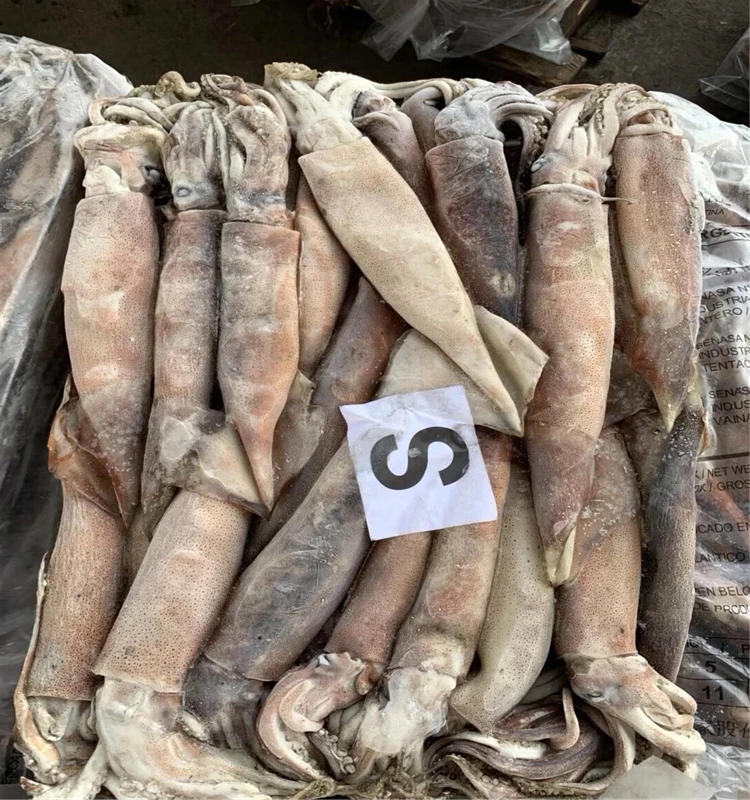 Sea fishing frozen Illex squid argentina illex squid