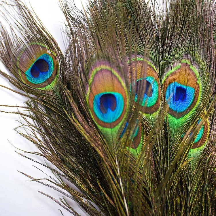 
Real Natural Wholesale Cheap Peacock Feather for sale 