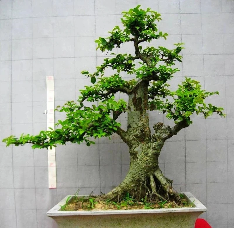 Растения Кармона микрофилла бонсай