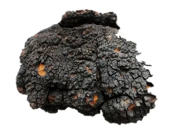  Chaga грибной; Чага; Питательный Betula