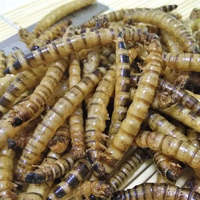 
Hot selling whole body microwave freeze dried superworms turtle food 