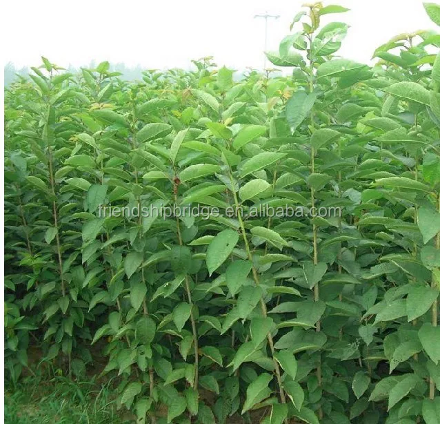 Распродажа семян вишневого дерева