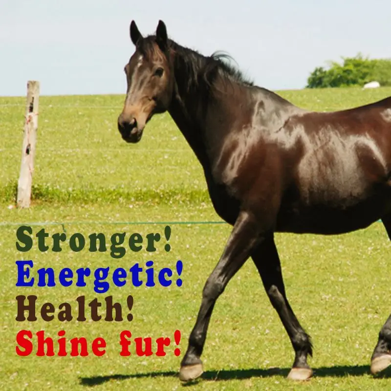 PANGOO horse, racing animals acidophilus probiotics feed nutrition