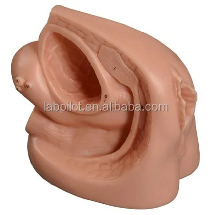 
Female Internal and External Genital Organ Model Anatomy Teaching Catheterization 