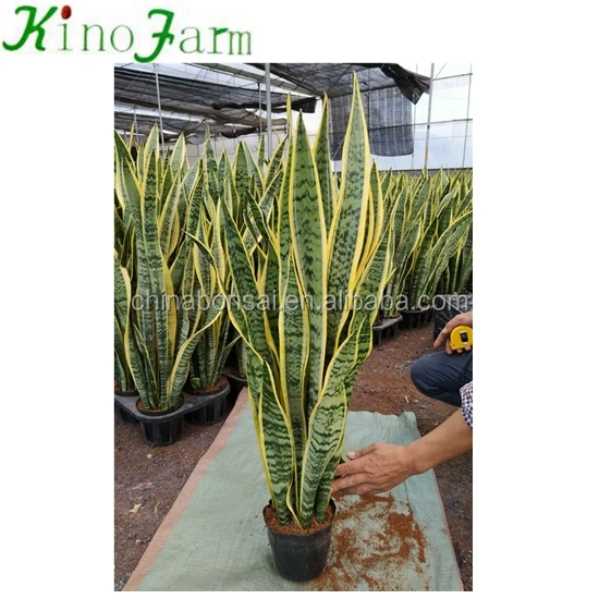 
Wholesale Sansevieria Trifasciata Laurentii 