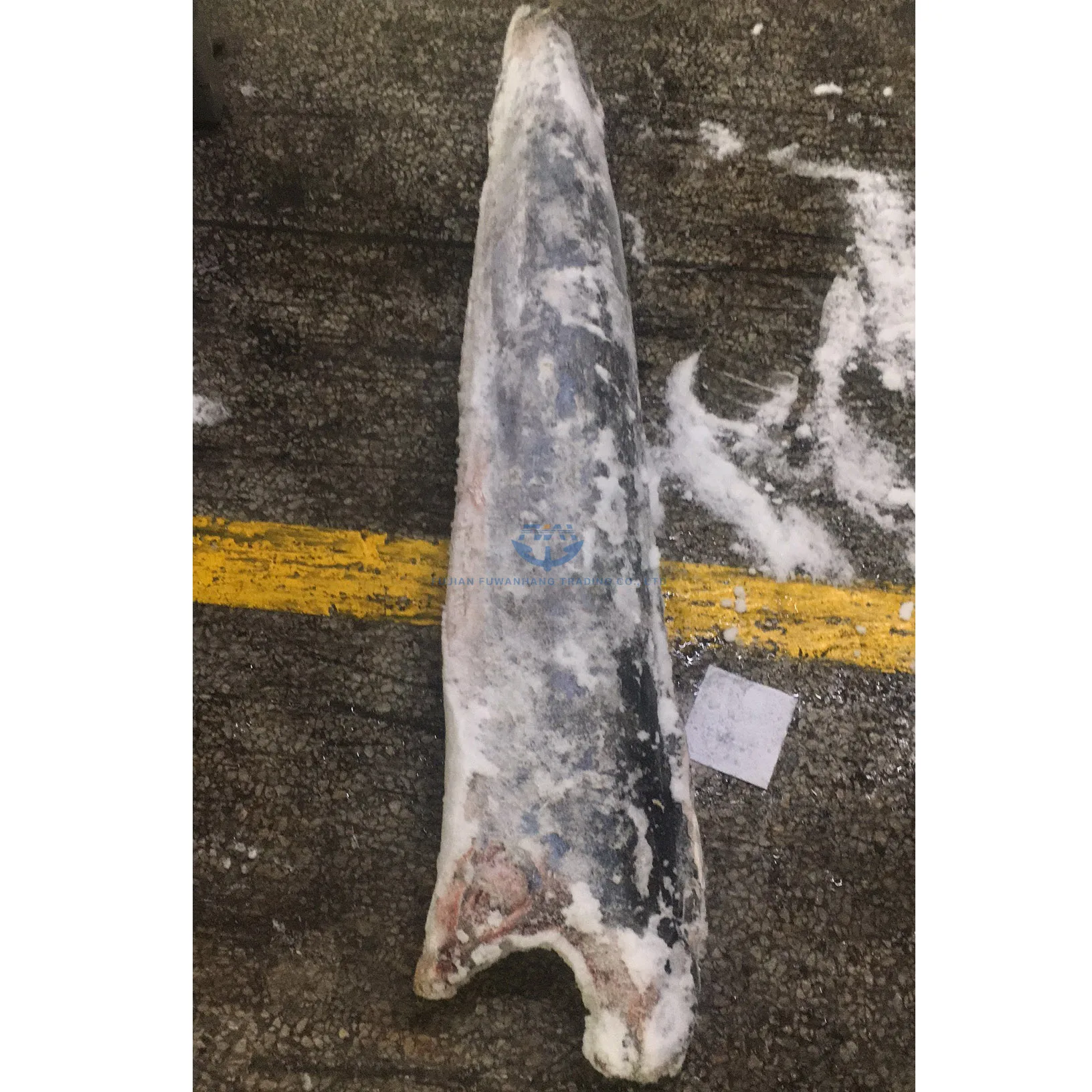 
Seafrozen sailfish exporter from China frozen marlin fish 