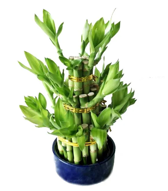 
Tower Lucky Bamboo Dracaena Sanderiana 