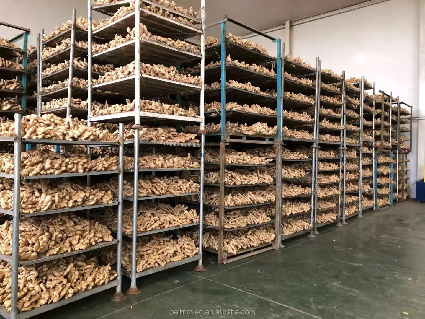 2018 new Dry ginger For America