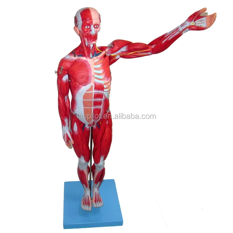 27 Parts Full Body Muscles, 78cm Anatomical Muscles with Internal Organs model