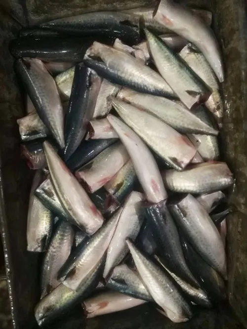 New Arrived Reasonable HGT Frozen Mackerel Fish Canned Price