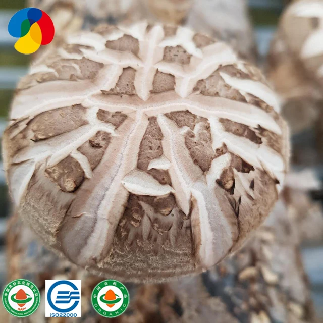 
straw mycelium mushroom flower mushroom shiitake with mushroom farming technology 