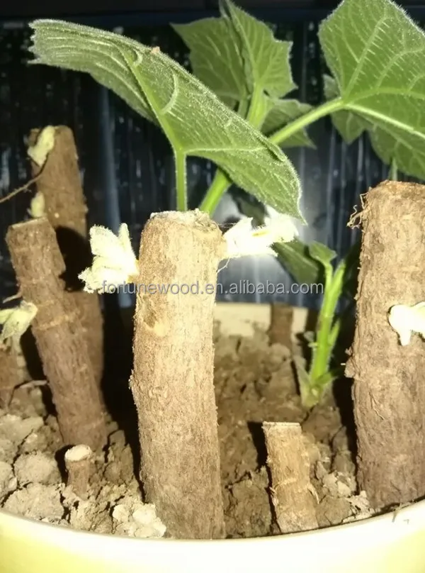 
Spring flower tree paulownia Tomentosa roots cutting for planting 