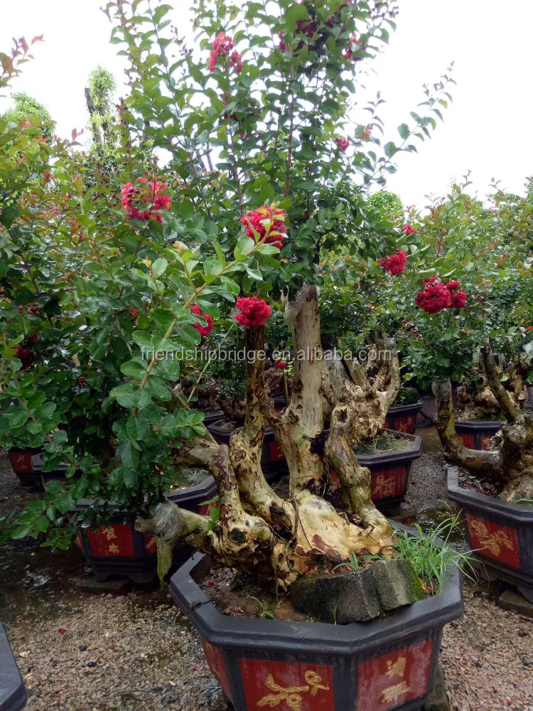 
lagerstroemia bonsai 