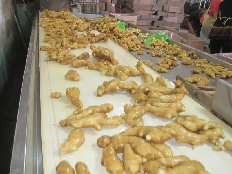 Supply fresh vegetable importers of ginger price of fresh ginger in egypt