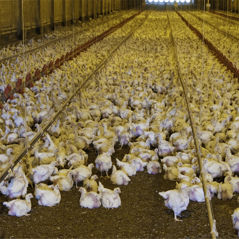 design modular automatical control modular cheap prefab poultry shed