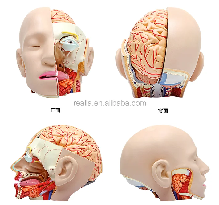 HM-BD-074HB Plastic Human Head model with Brain