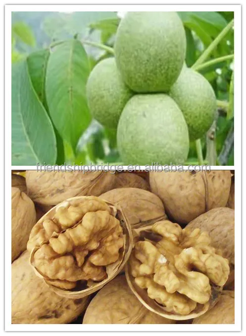 
Chandler Walnut trees nursery 