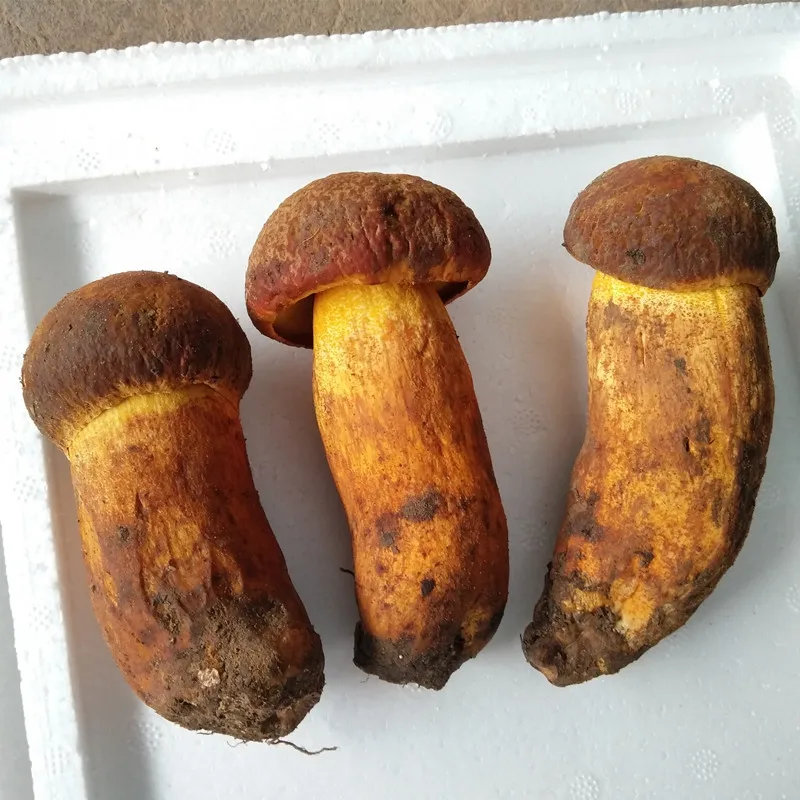 
Detan Wild Boletus Market Prices for Mushroom 