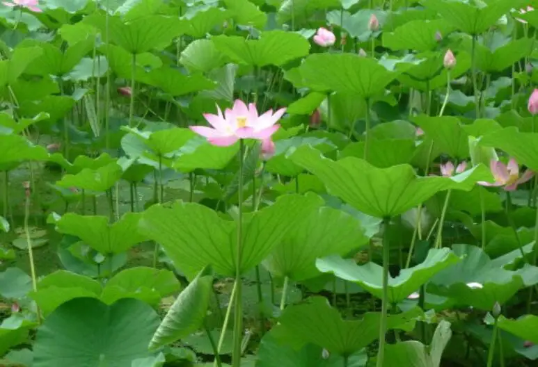 
New collected fresh Nelumbo nucifera Rhizome Lotus roots for sale 
