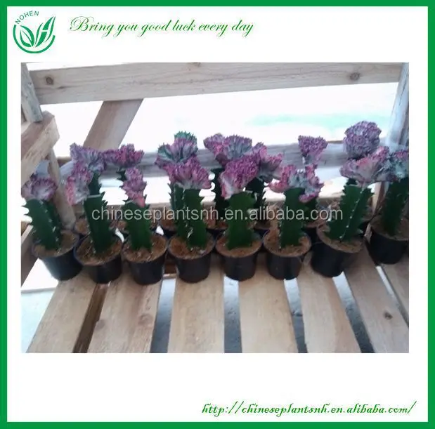 
Euphorbia Variegata Cactus Plants 