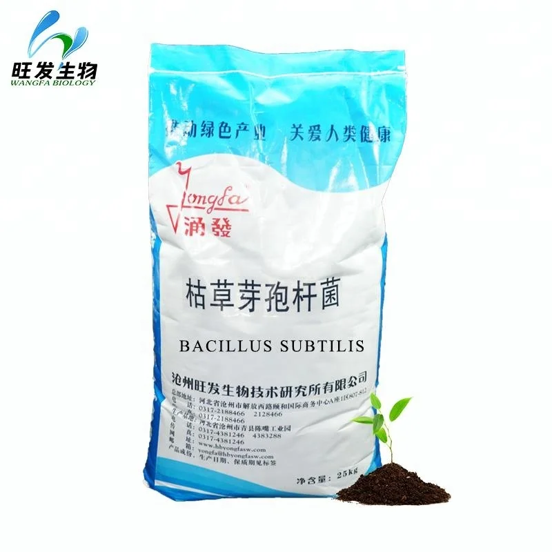 
Bacillus Subtilis 
