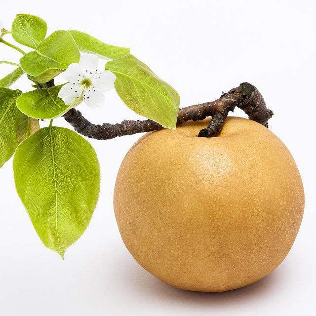 Свежие груши из шаньдуна для экспорта