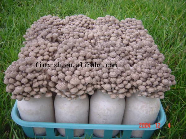 
Finc fresh Soilless Culture oyster mushroom seeds 