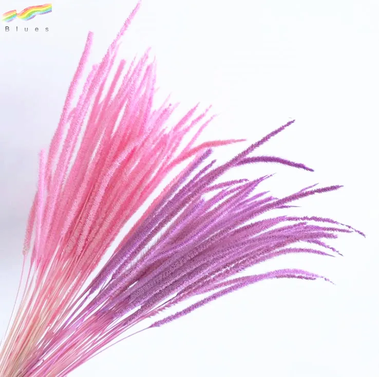 Hot sale fresh dried decorative pampas grass spindly plants color