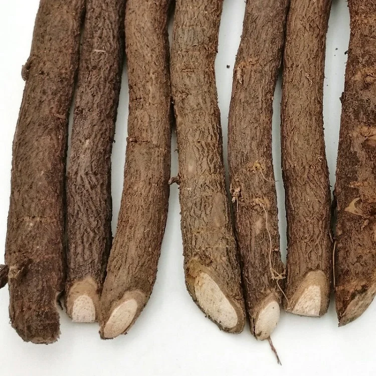 
China cold resistant empress tree root cutting and rootstock plants paulownia for timber 